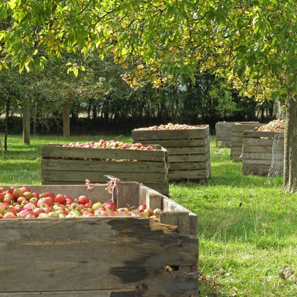 Experience Herefordshire's Vineyards for a Perfect Day Road Trip